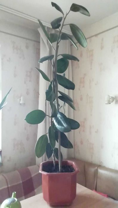 Фікус робуста дорослий в декоративному горщику