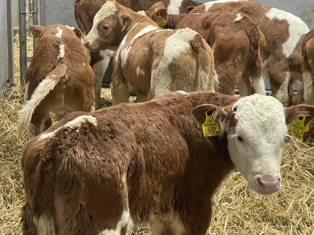 Cielaki Byczki Jałówki 50-130 kg. Co tydzień dostawa