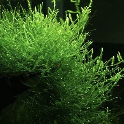 Mech Jawajski piekny latwy w uprawie