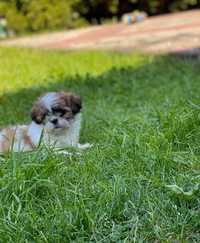 Oddam pieska razy Shih tzu