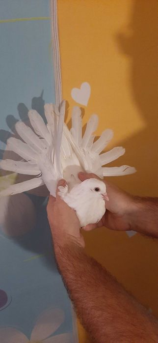 Orlik polski biały - Orliki polskie białe