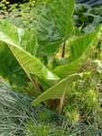 Plantas para lagos