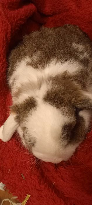 Królik mini lop z domkiem pilne