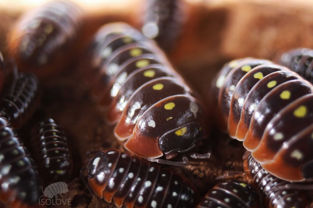 Armadillidium klugii "Montenegro", równonogi, isopoda.