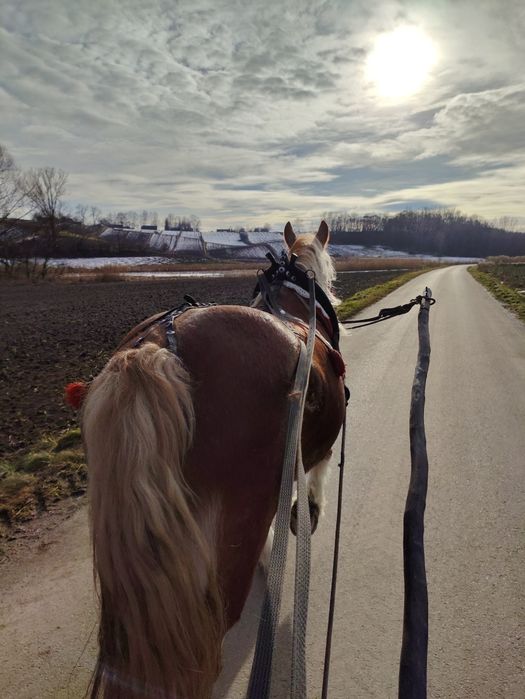 Sprzedam klacz zimnokrwistą