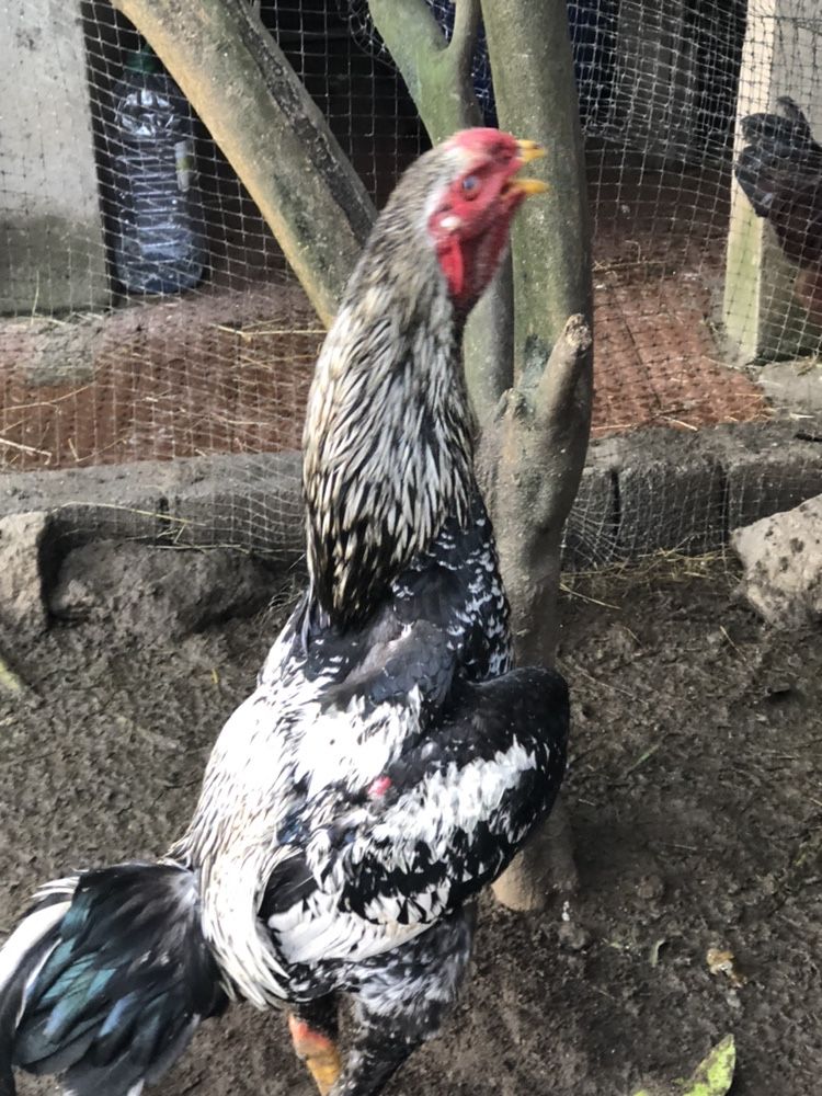 Índio gigante ovos