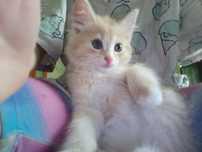 Кошка,отдам в хорошие руки