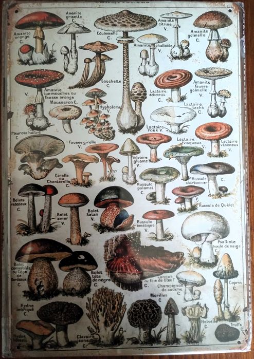 Placa Metal Ilustrativa Cogumelos 20 X 30 cm