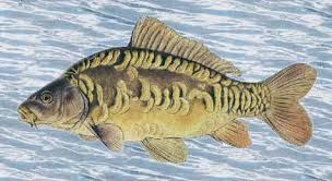 Karp..pstrag. Jesiotr