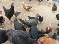 Продам домашніх курчат,  цыплят, курей різного віку