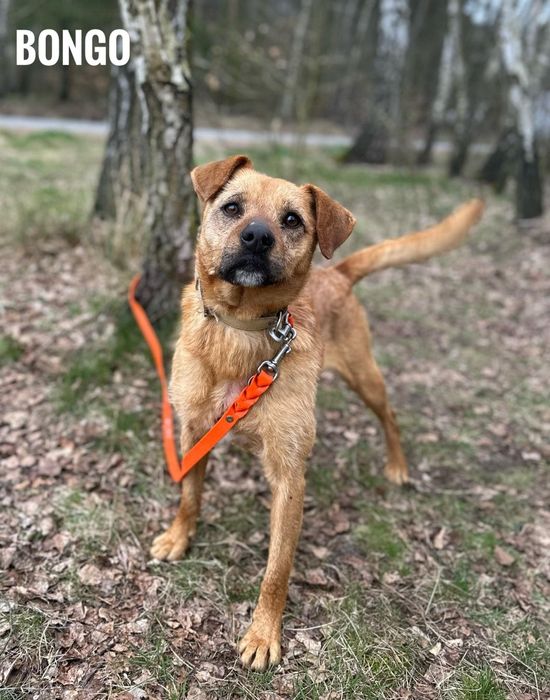 2 letni Bongo, 12 kg, przyjazny adopcja za darmo oddam