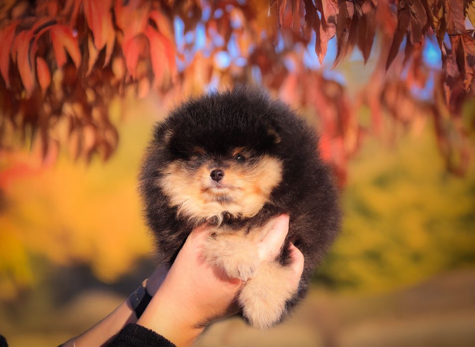 Pomeranian szpic miniaturowy / linia azjatycka/ black and tan ZKwP FCI