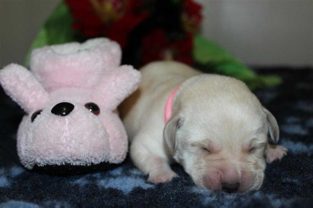 Лабрадор ретривер щенки