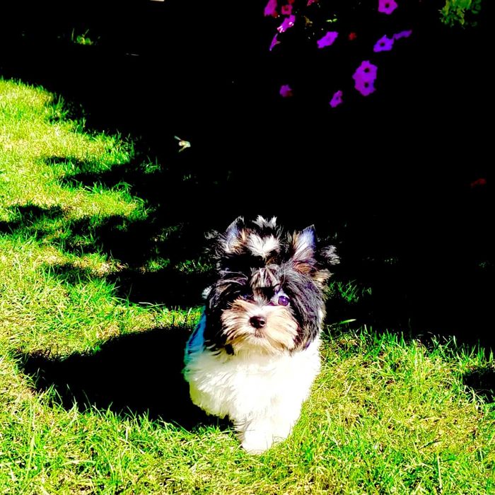York , Yorki . Cudny piesek Biewer 2 z rodowodem.