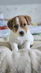 Jack Russell Terrier ZKwP wlos złamany