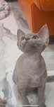Devon Rex  koteczka  liliowa