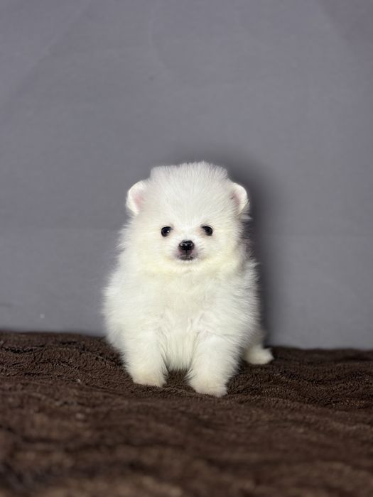 Хлопчик тип ведмедика.