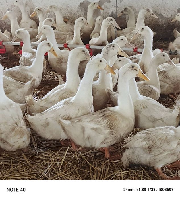 Качка живою вагою,добове каченя постійно в наявності .