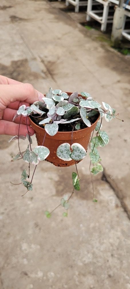 2x Ceropegia Variegata
