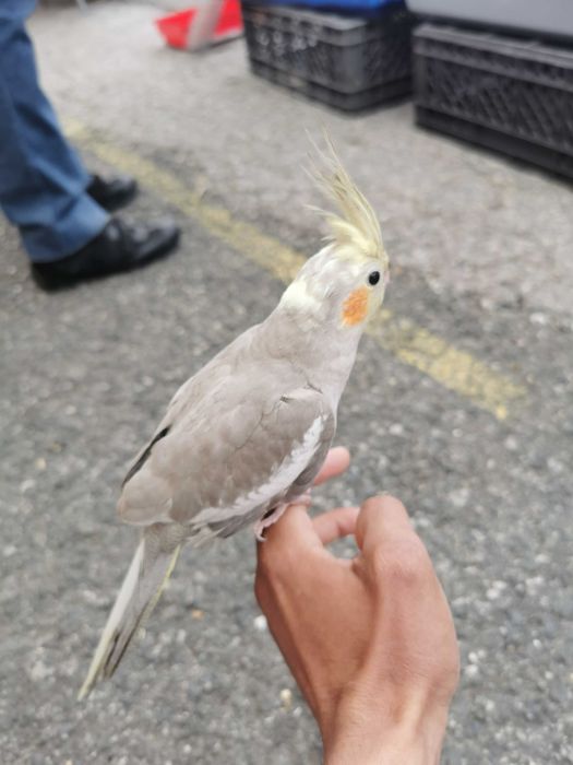 Roseicollis domésticados /Agraponis selvagem