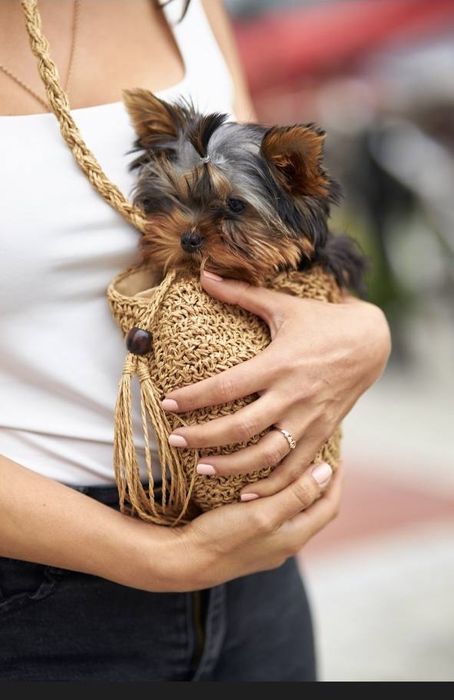 Yorkshire Terrier sunia z rodowodem FCI