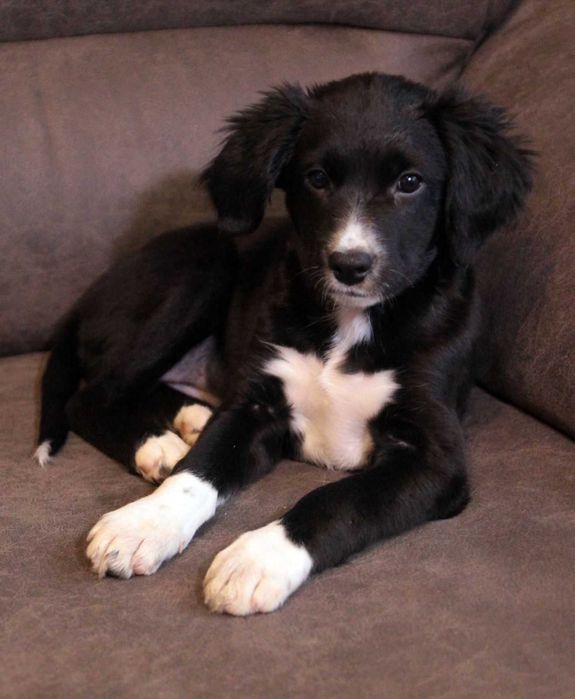 Хвостате щастя для Вас!