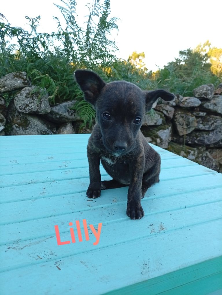 Ninhada resgatada para adoção - cães para adoção