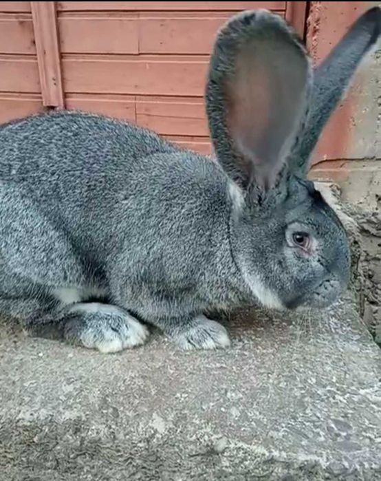 Самці, Європейська шиншила