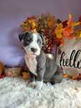 Rodzinna suczka Amstaff blue!