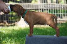Rhodesian Ridgeback, szczenię wystawowe suczka ZKwP KIBANDA