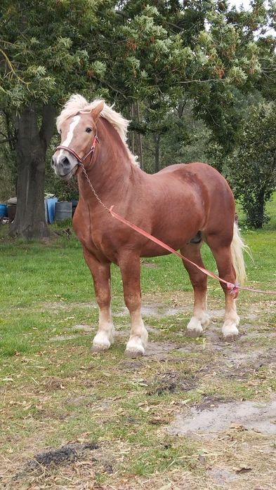 Sprzedam konia kasztan