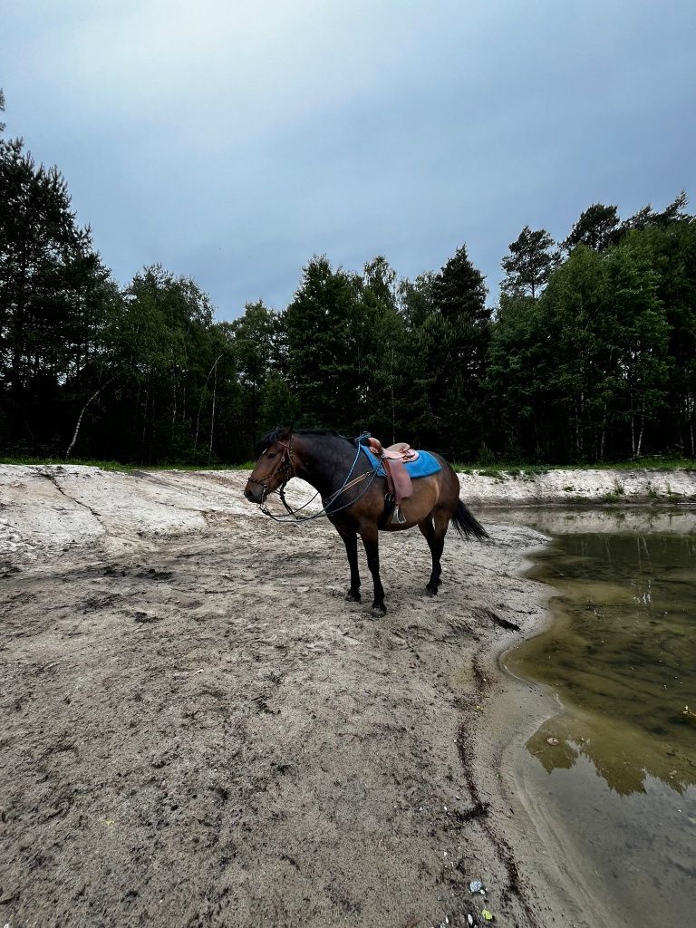 Sprzedam Klacz 
typ pogrubiany idealny koń dla osoby pocz