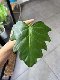 Філодендрон Лацерум / Philodendron Lacerum