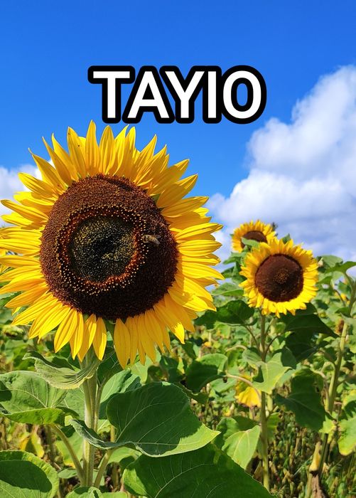 Słonecznik ozdobny nasiona