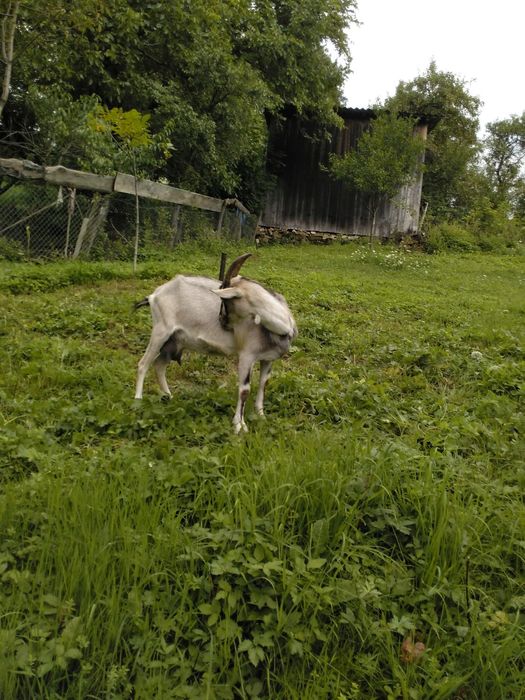 Продам добру козу