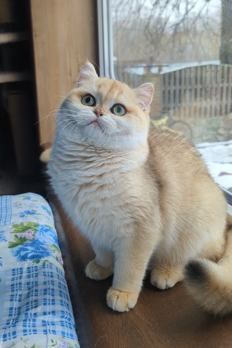 Золотая плюшевая ny 12