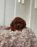 Той пудель дівчинка Toy Poodle red brown