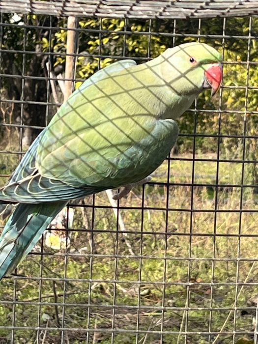 Casal de Ring Necks de 2025