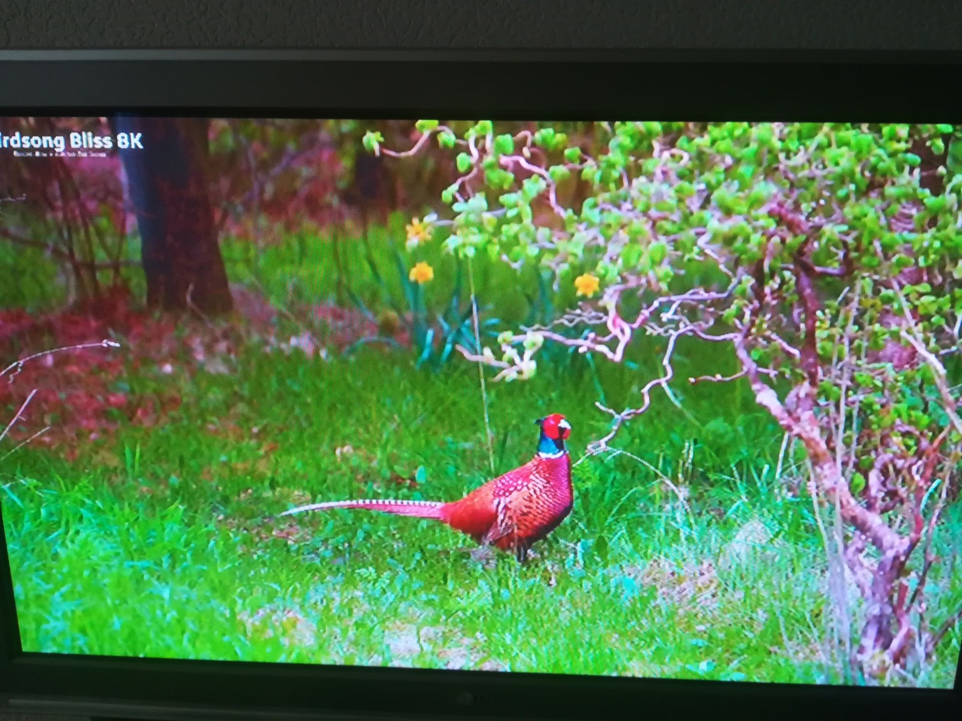 Smart Box X96Q +LG TV. 42*.