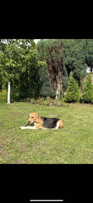 Pies Beagle do oddania