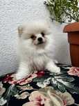 Suczka Pomeranian