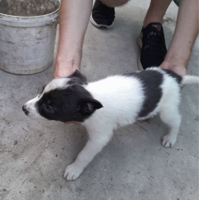 Забирайте щенят,творите добро!!!