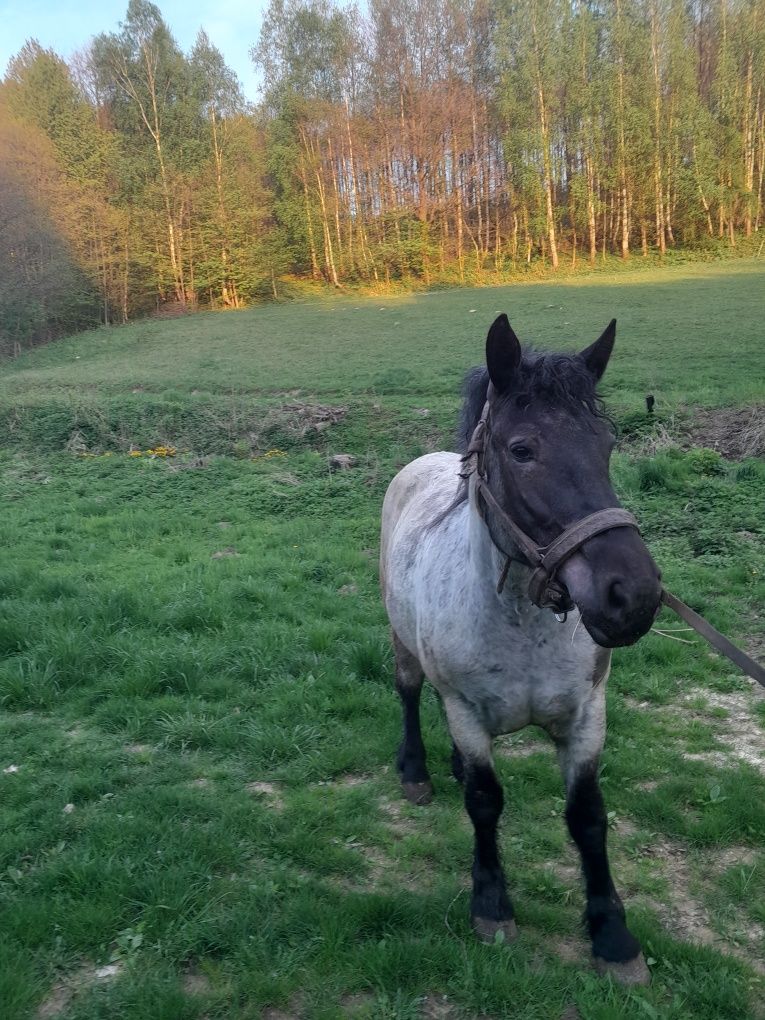 Sprzedam źrebice z  obustronnym  pochodzeniem.