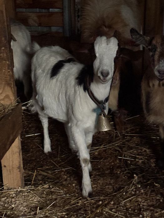 Vendo cabritas novas