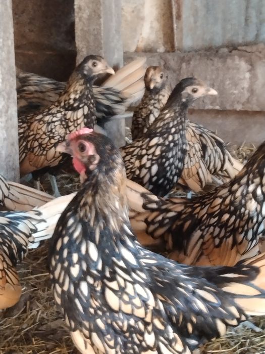 Продам сібрайт лимонний 250 грн