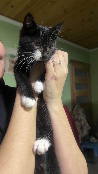 Відамо котиків в хороші руки