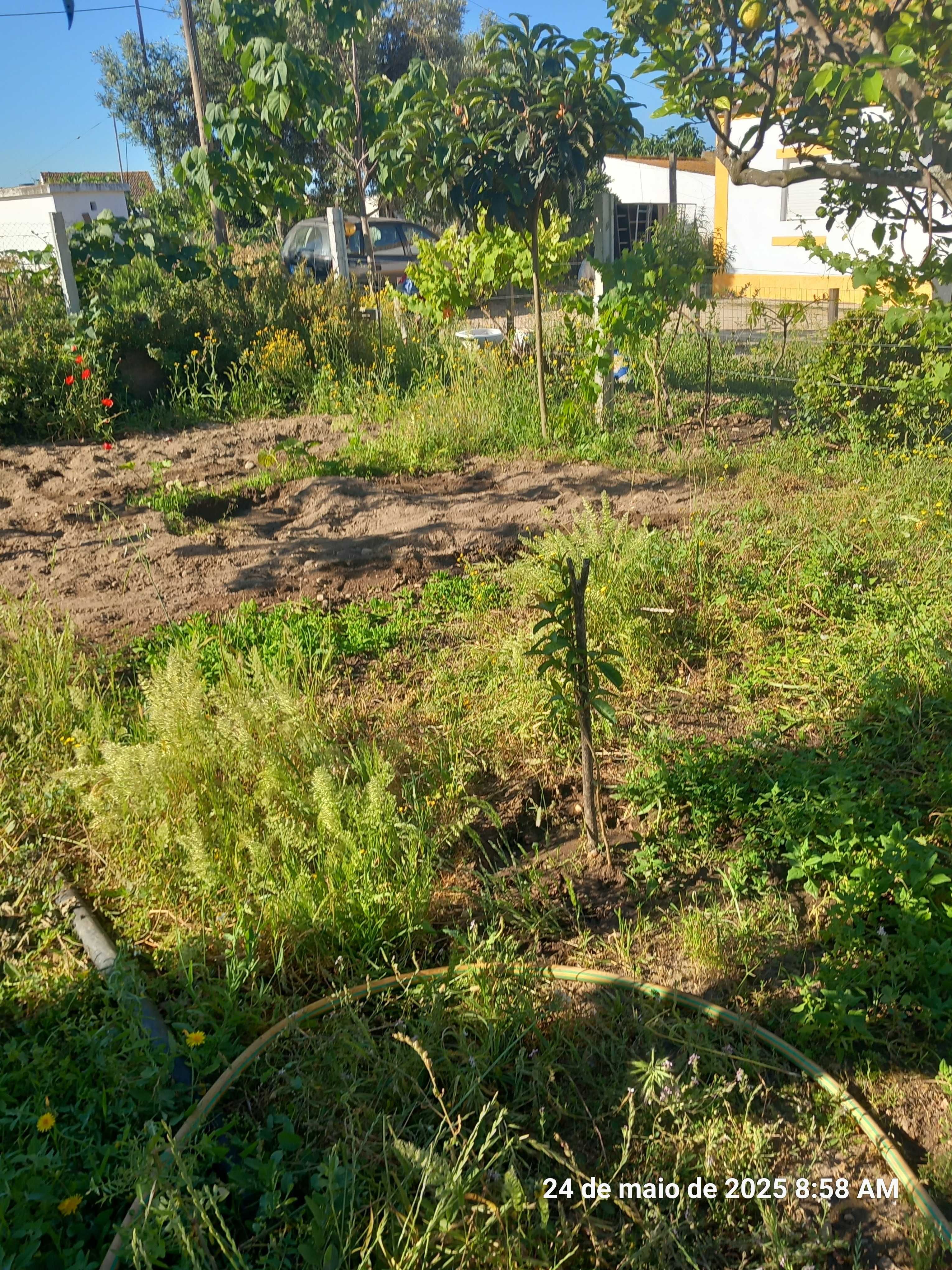 Vendo arvores de fruta