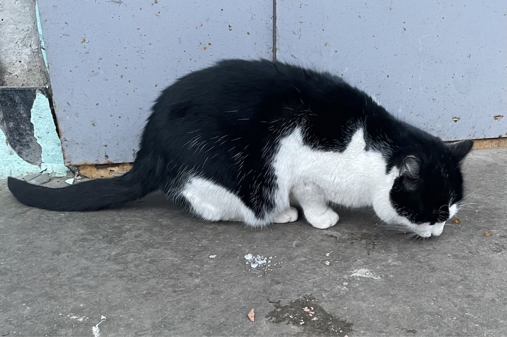 Котик молодой черно белый ищет дом