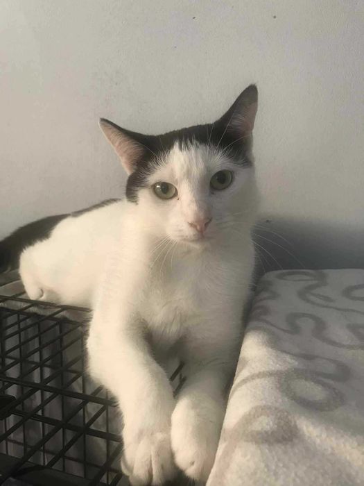 Tajga. Śliczna, młoda koteczka szuka domku na zawsze