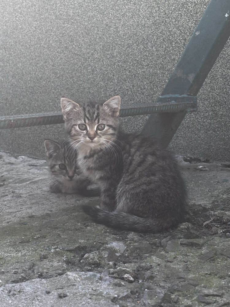 Кошенята в добрі руки!!!